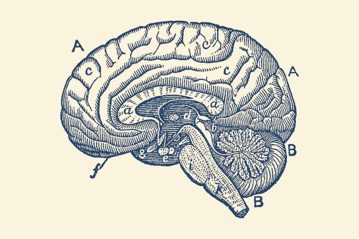 vintage brain medical illustration cross-section corpus callosum engraving